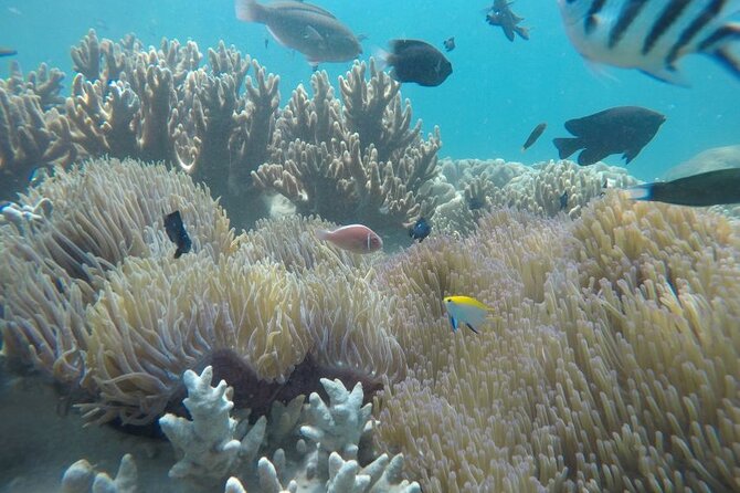 Cham Island Exploration Tour and Swimming with Local Guide - Key things I’d note before you go