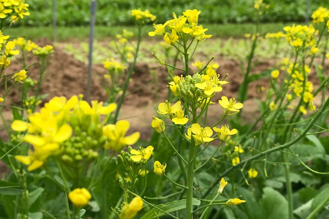 Gardening at Tra Que Vegetable Village and cooking class - Who this tour suits best, and who should skip it